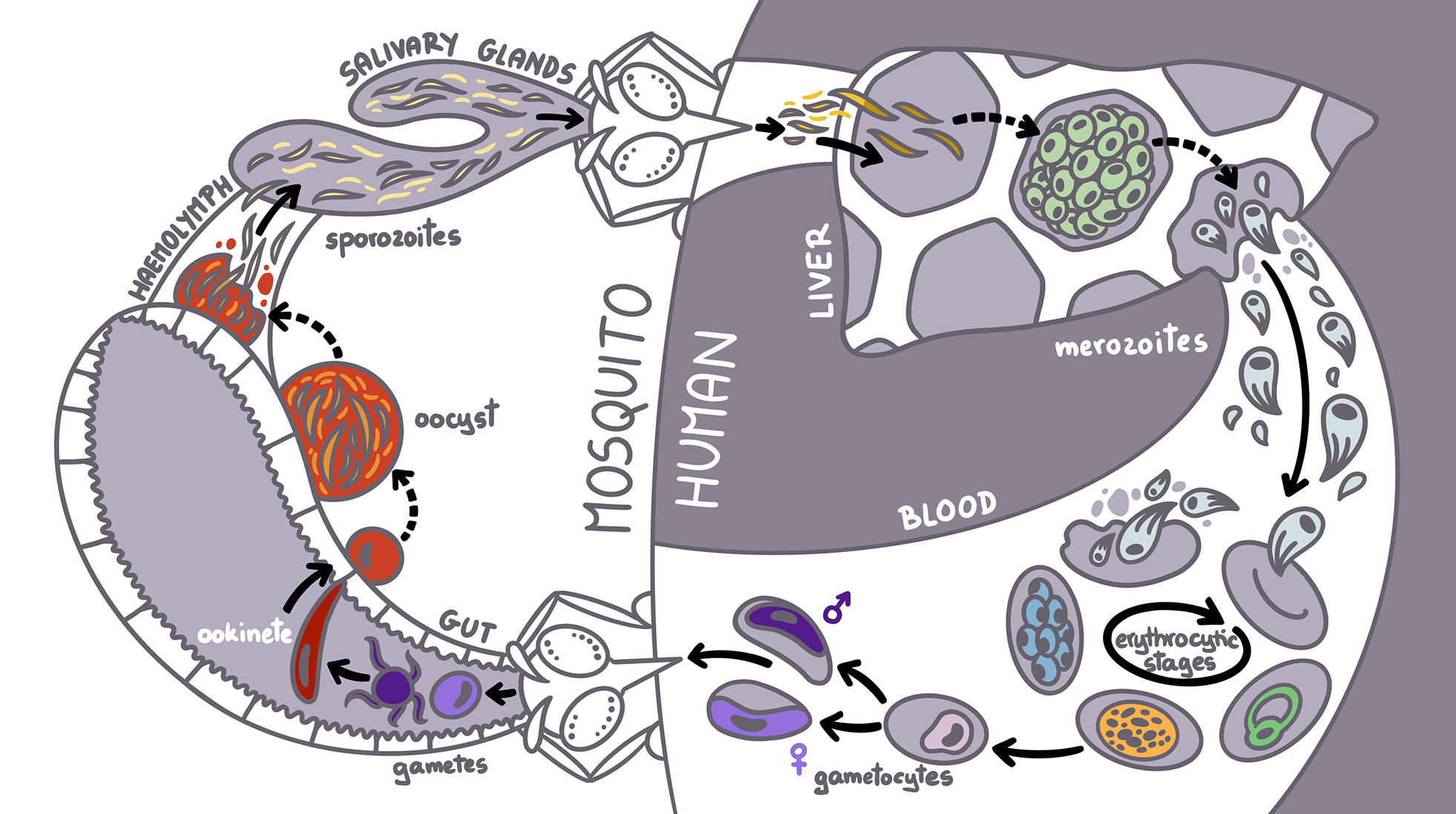 Malaria life cycle